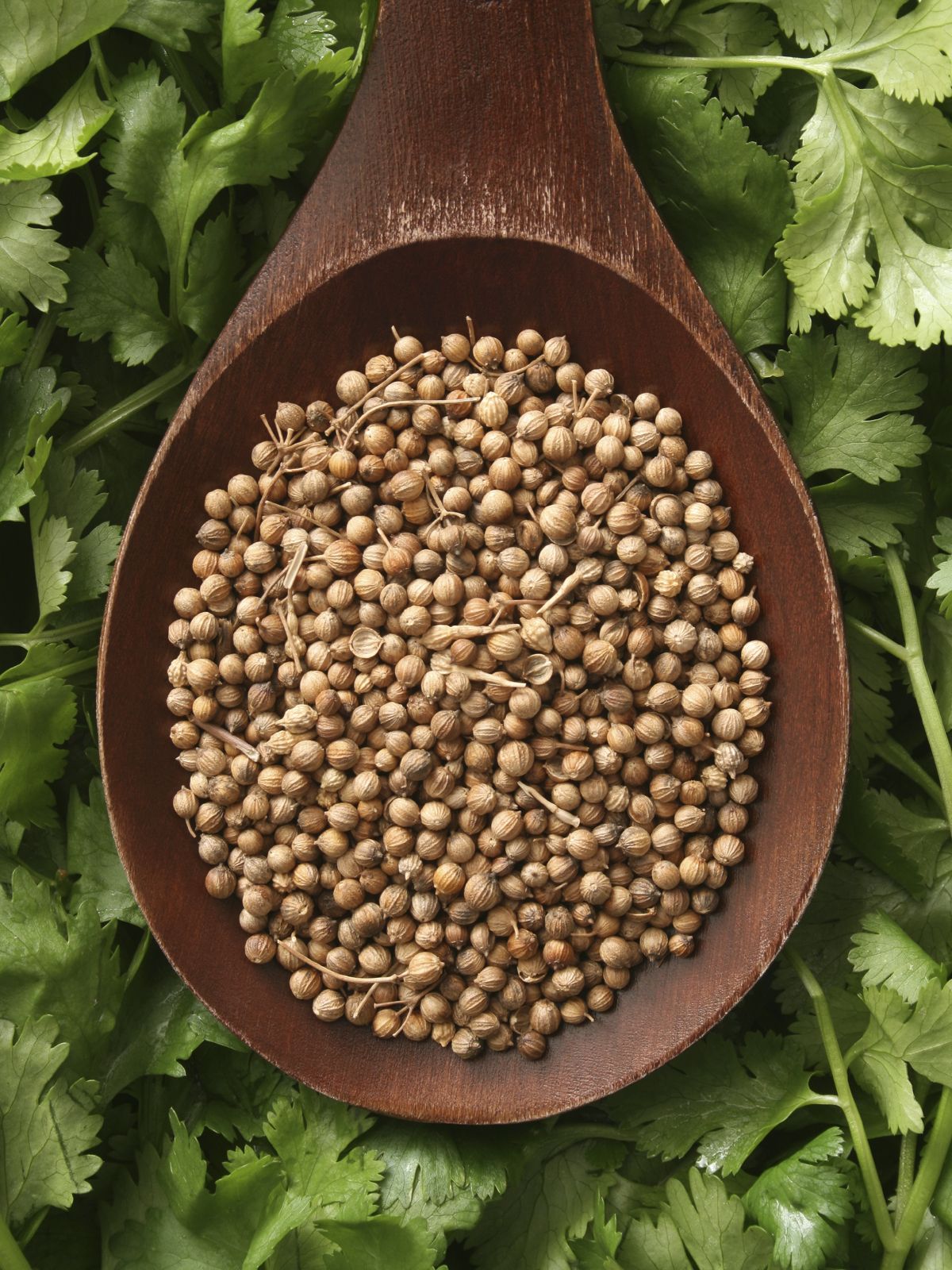 coriander1.jpg